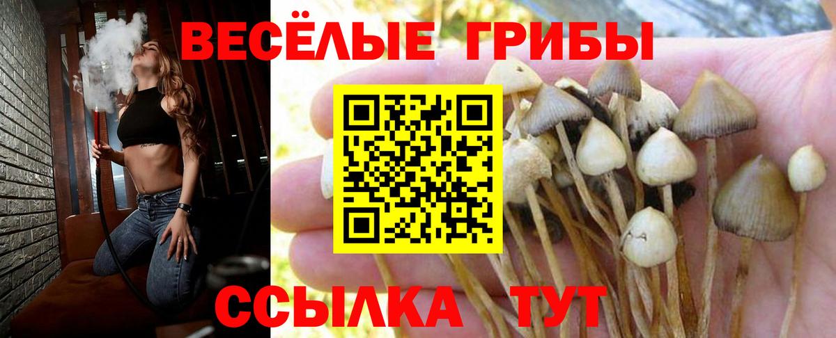 Галлюциногенные грибы Psilocybe Ипатово